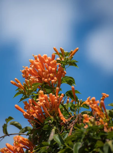 Schöne Orangefarbene Blüten Auf Hintergrund Nahaufnahme — Stockfoto