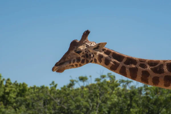Mavi Arka Planda Güzel Bir Zürafa — Stok fotoğraf