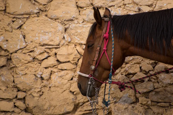 Portret Van Een Paard Huasca Ocampo — Stockfoto