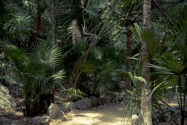 Vegetatie Van Een Mexicaanse Cenote Achtergrond — Stockfoto