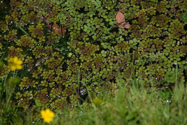 Top View Portrait Leaves Floating Clear Water Trout Park Huasca — Stock Photo, Image