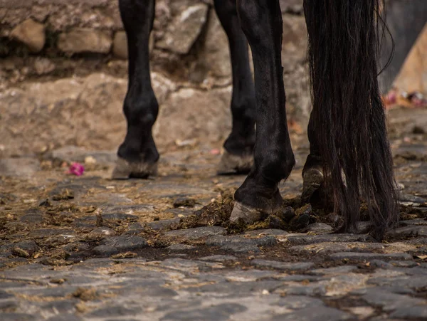 Końskie Nogi Huasca Ocampo — Zdjęcie stockowe