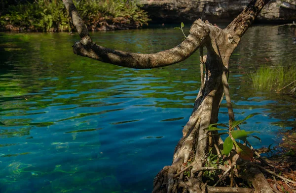 Quintana Roo Mayan Riviera Meksika Daki Crystal Cenote Doğal Bir — Stok fotoğraf