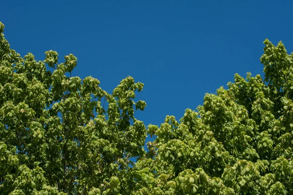 Natural View Vegetation Tepoztlan Mexico — Stock Photo, Image