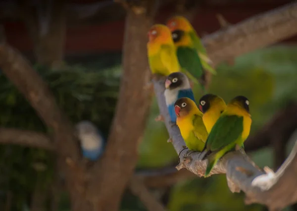 Nombreux Perroquets Colorés Alignés Sur Une Branche — Photo