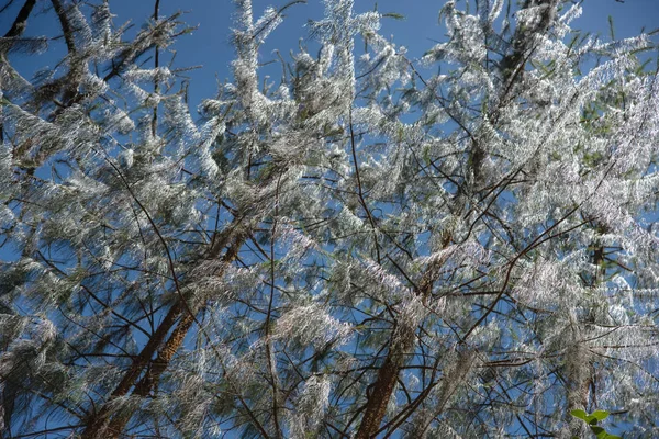 Retrato Árvores Folhas Brancas Fundo Céu Azul — Fotografia de Stock