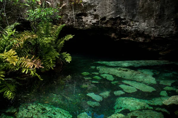 Crystal Cenote Quintana Roo Riwiera Majów Meksyk Jest Naturalnym Obszarem — Zdjęcie stockowe