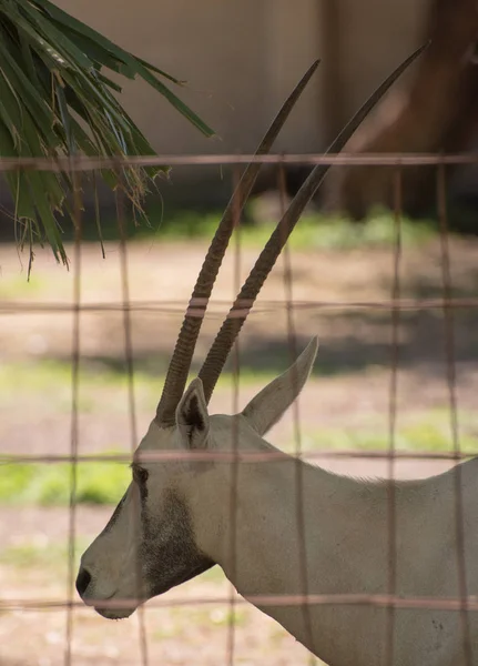 Zblízka Zadní Části Hlavy Antilopy Plotem — Stock fotografie