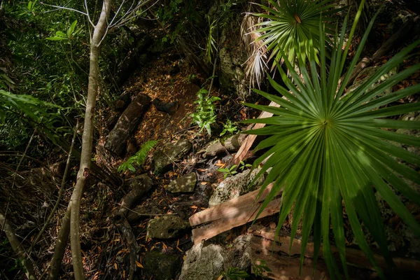 Vegetatie Van Een Mexicaanse Cenote Achtergrond — Stockfoto