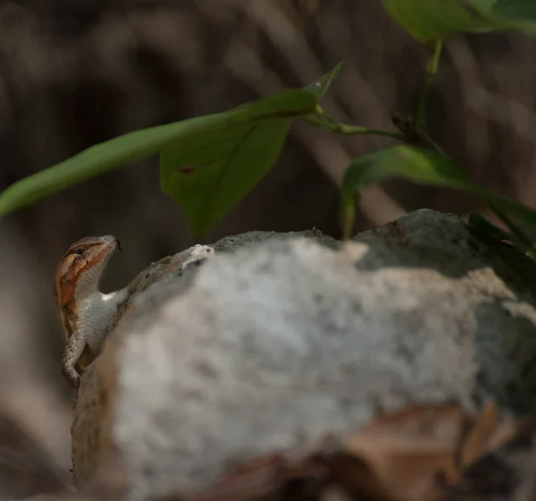 Ящерица Мексиканском Сеноте — стоковое фото