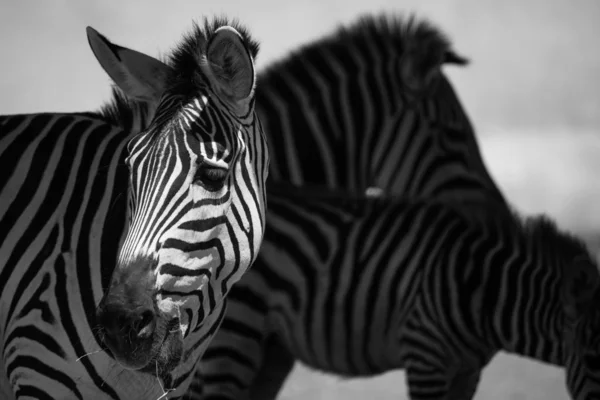 Close Van Een Zebra Tussen Schaduwen — Stockfoto