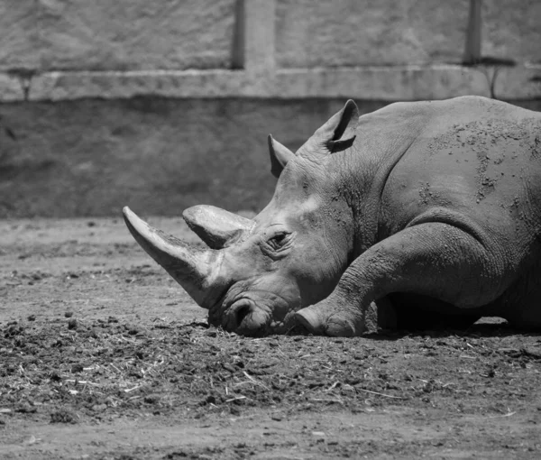 Rhino Laying Ground Black White Tired Concept — Stock Photo, Image