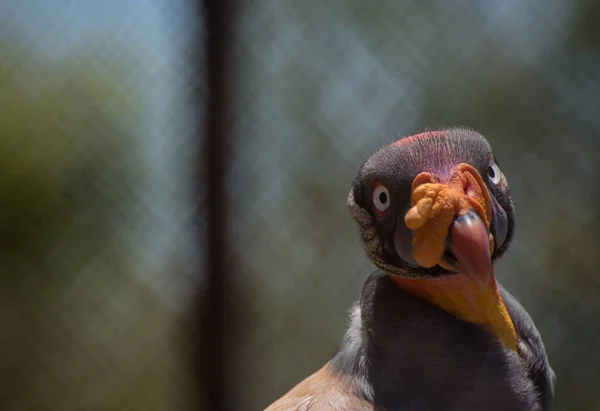 close up of a king vulture bird on background