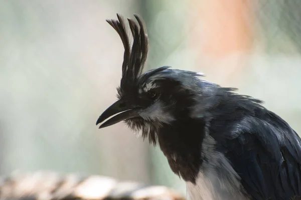 Preto Garganta Magpie Gay Triste Domesticated Pássaro Zoológico — Fotografia de Stock