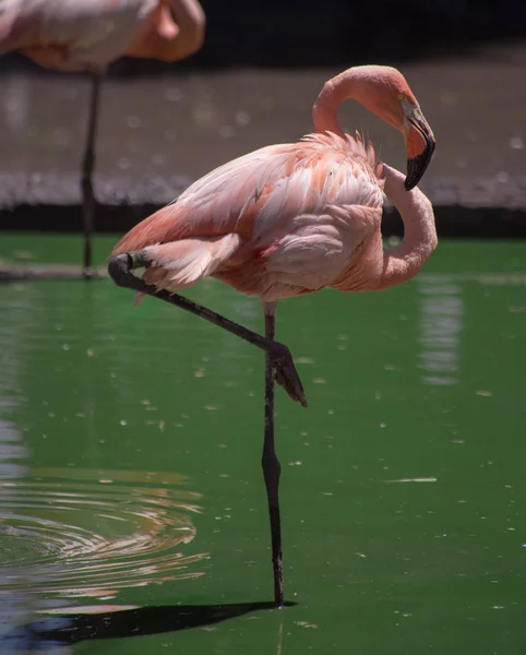 Flamingos Rosa Zoológico Fundo — Fotografia de Stock