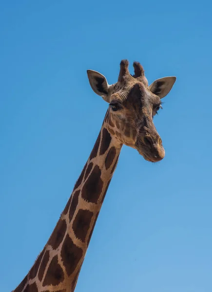 Bom Close Uma Girafa Com Fundo Céu Azul — Fotografia de Stock