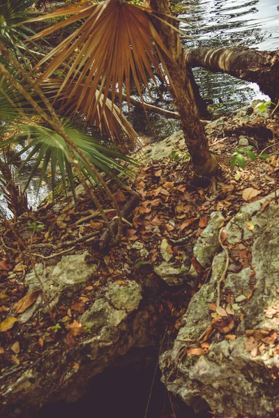 Vegetatie Van Een Mexicaanse Cenote Achtergrond — Stockfoto