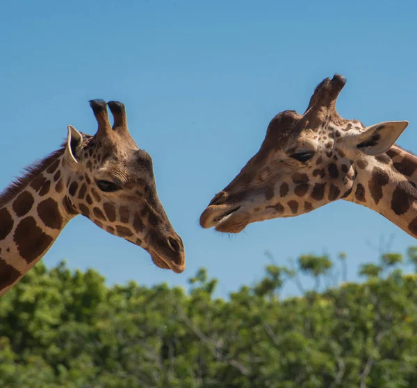 Close Par Girafas Frente Para Outro Com Céu Azul Plantas — Fotografia de Stock