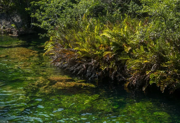 Crystal Cenote Quintana Roo Riwiera Majów Meksyk Jest Naturalnym Obszarem — Zdjęcie stockowe