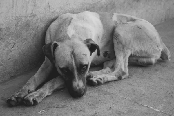 Zavallı Evsiz Bir Köpeğin Siyah Beyaz Portresi Hayvanlara Zulüm Konsepti — Stok fotoğraf