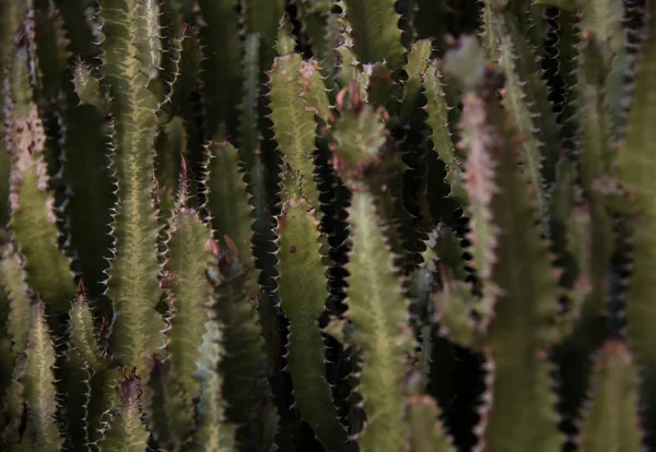 Kaktuszok Közelről Pea Bernal Mexikó — Stock Fotó