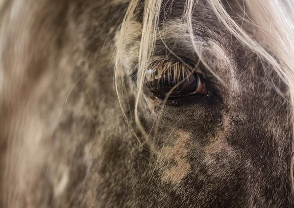 Nahaufnahme Des Auges Eines Pferdes — Stockfoto