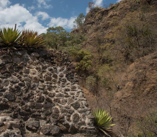 Vegetación Natural Rocas Tepoztlan México —  Fotos de Stock