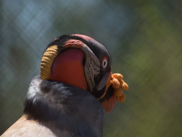 Close King Vulture Bird Background — Stock Photo, Image