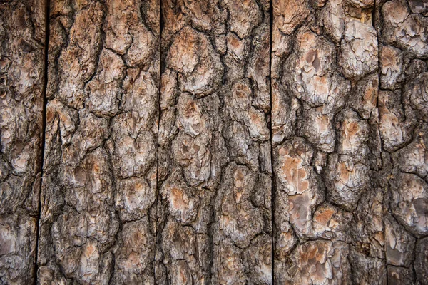 Nice Close Tree Trunk Cortex Texture — Stock Photo, Image