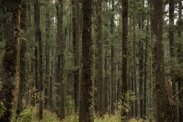 Marquesa Ulusal Parkı Spanyolca Parque Nacional Insurgente Miguel Hidalgo Costilla — Stok fotoğraf