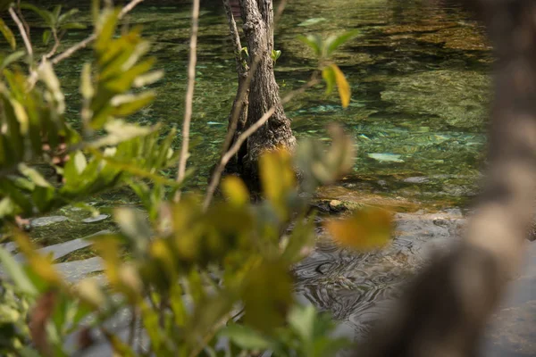 Die Kristallene Cenote Quintana Roo Maya Riviera Mexiko Ist Ein — Stockfoto