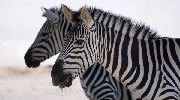 Yan Yana Duran Bir Çift Zebraya Yaklaş — Stok fotoğraf