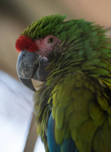 Zielony Papuga Makau Zbliżenie — Zdjęcie stockowe