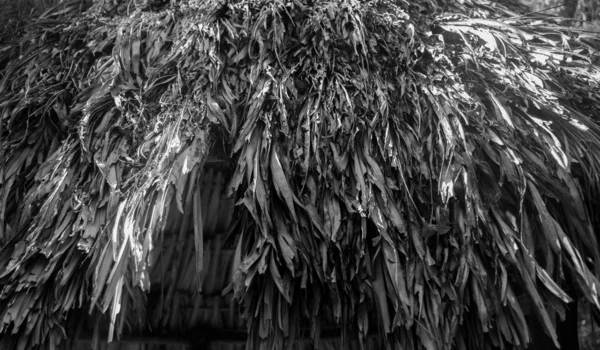 Schwarz Weiß Foto Von Trockenen Palmblättern Dach — Stockfoto