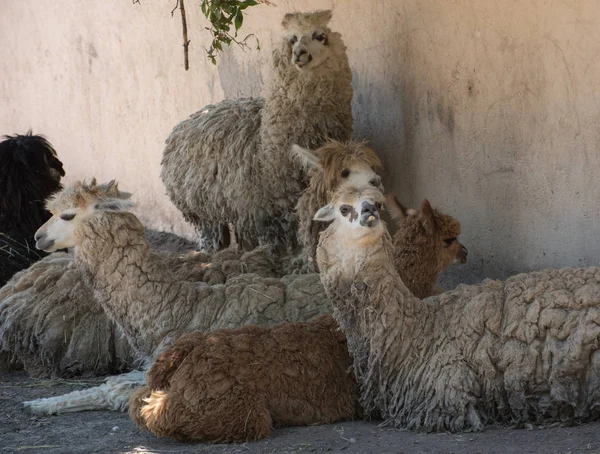 group of llamas animals at the shadow