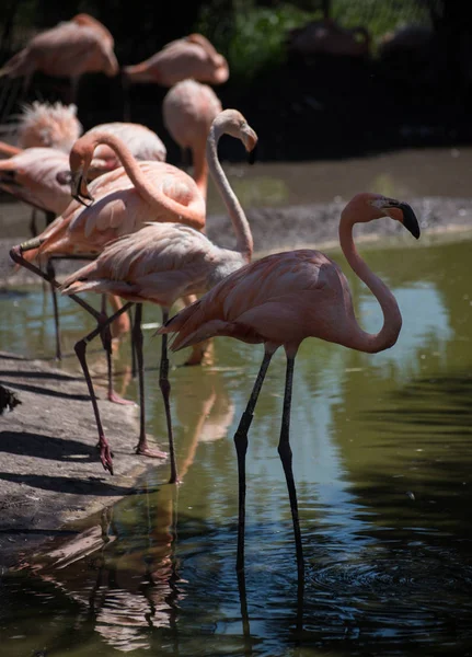 Flamingos Rosa Zoológico Fundo — Fotografia de Stock