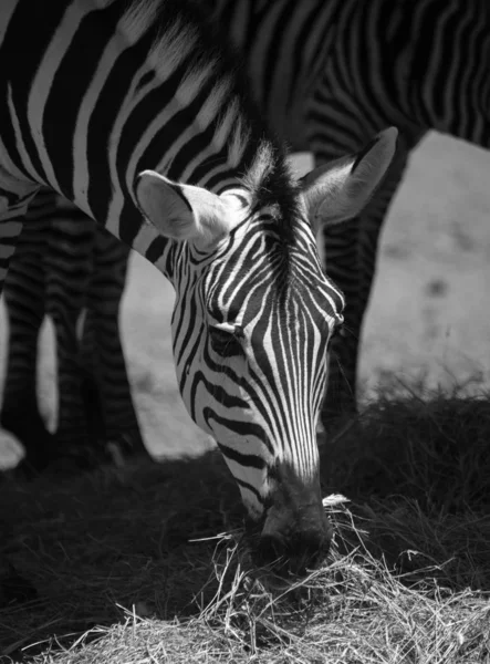 Close Van Een Beetje Zebra Eten Gras — Stockfoto