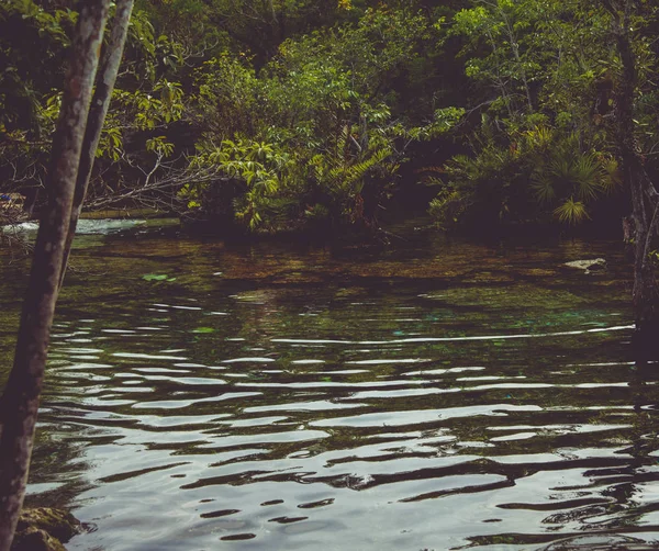 Quintana Roo Mayan Riviera Meksika Daki Crystal Cenote Doğal Bir — Stok fotoğraf