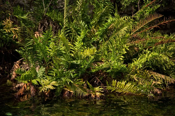 Crystal Cenote Quintana Roo Mayan Riviera Mexico Natural Area You — Stockfoto