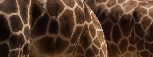 Perto Pele Uma Girafa Textura — Fotografia de Stock