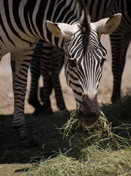 Közel Egy Kis Zebra Eszik Füvet — Stock Fotó