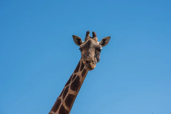 Bonito Primer Plano Una Jirafa Con Fondo Cielo Azul — Foto de Stock