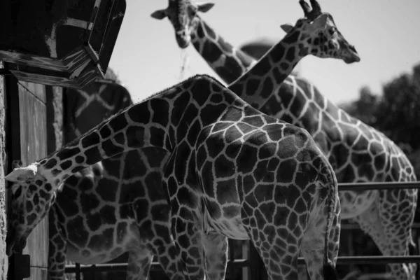 Preto Branco Perto Pele Uma Girafas Textura — Fotografia de Stock