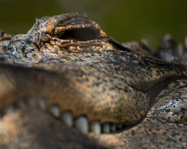 picture of a crocodile from the other side of a fence on a sunny day