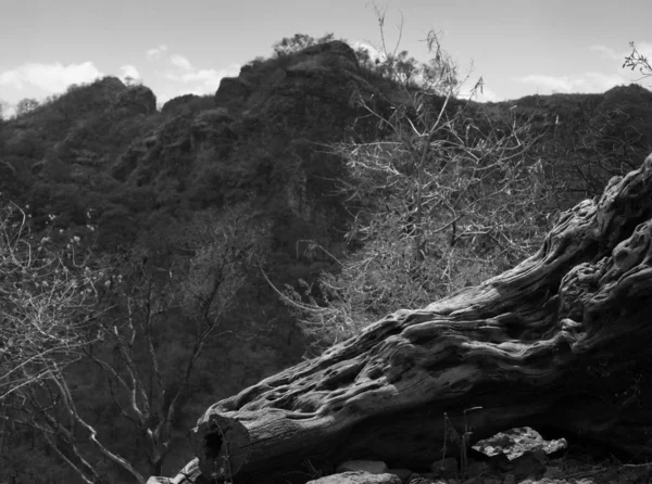 Natural View Vegetation Rocks Tepoztlan Mexico — Stock Photo, Image