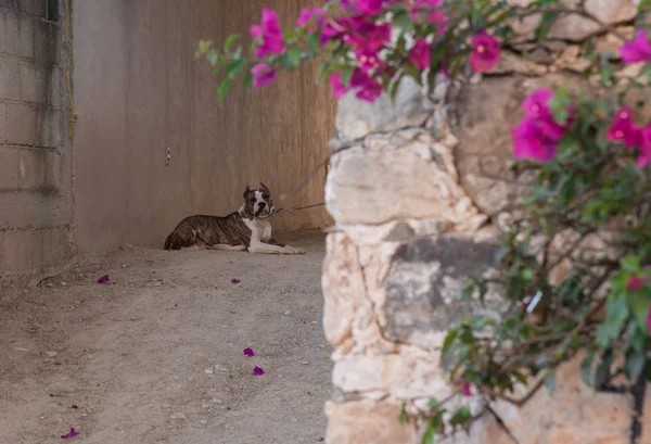 Pitbull Dog Laying Street Blurry Flowers — Stock Photo, Image