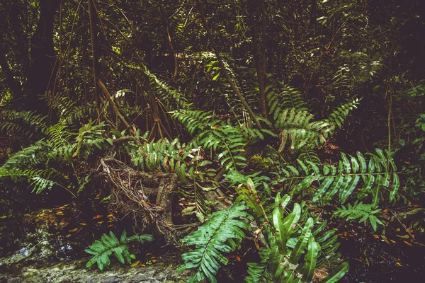 Arka Planda Bir Meksika Cenotunun Bitkileri — Stok fotoğraf