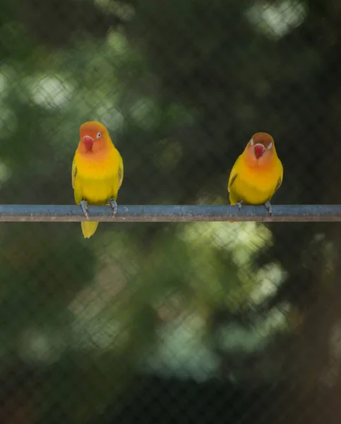 Coppia Pappagalli Colorati Agapornis Piedi — Foto Stock