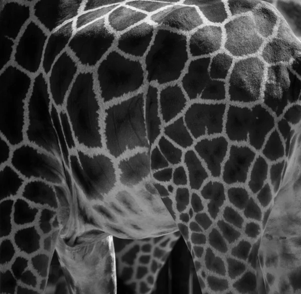Preto Branco Perto Pele Uma Girafa Textura — Fotografia de Stock