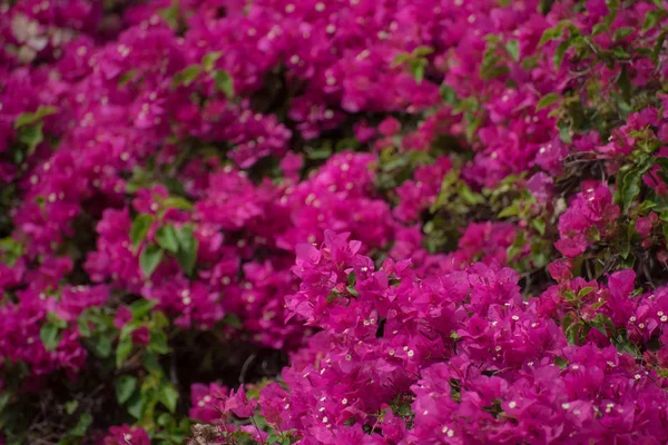 Bougainvilliers Pourpre Fleurs Gros Plan — Photo